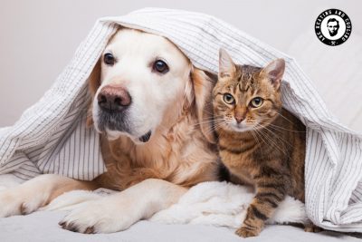 7 HVAC Tips for Pet Owners